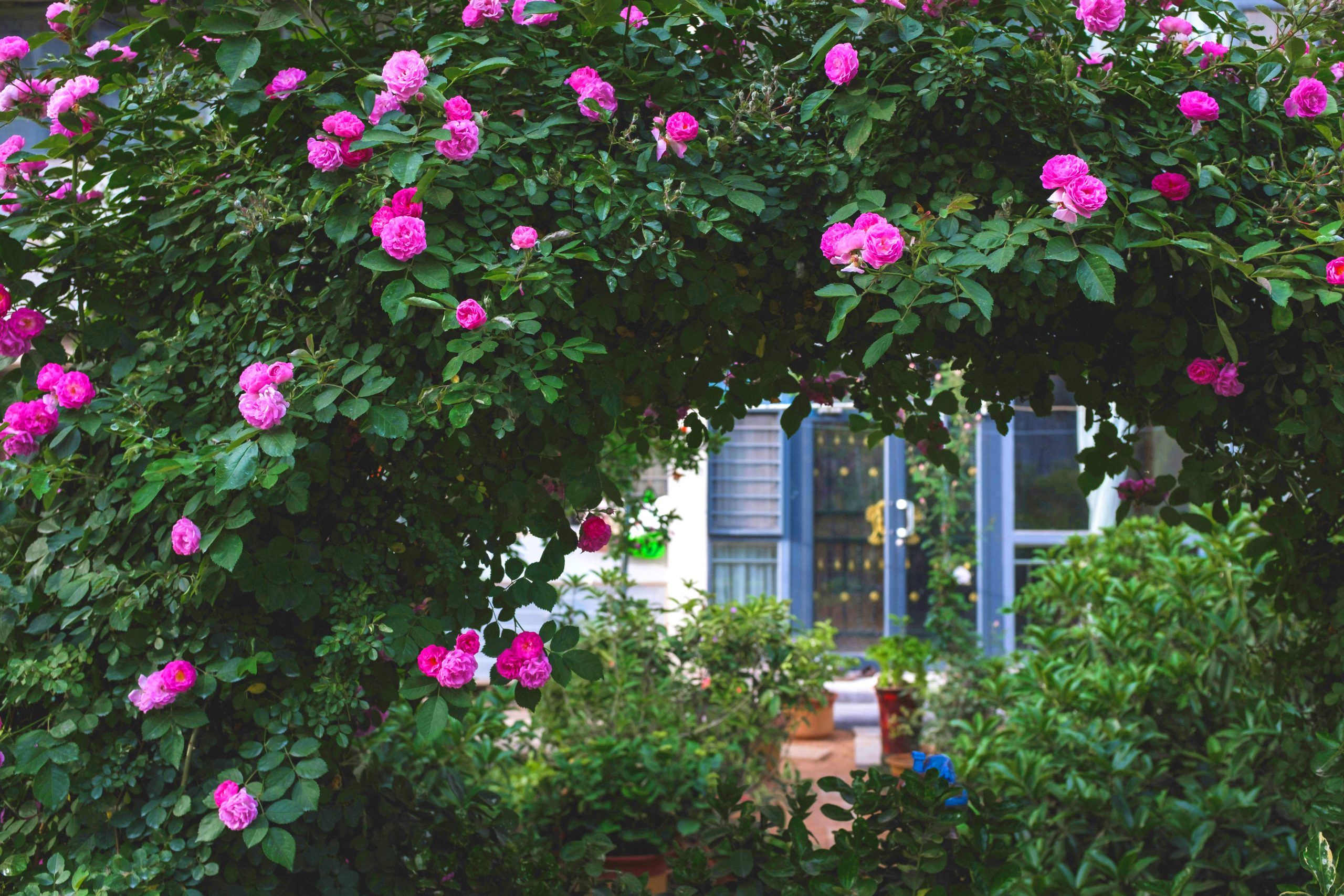 Roses and flower pots in garden next to house
